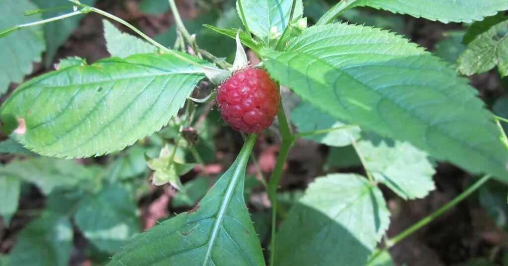 Framboesa vermelha madura cercada por folhas verdes em um jardim.