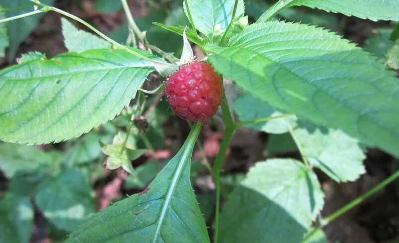 Framboesa vermelha madura cercada por folhas verdes em um jardim.