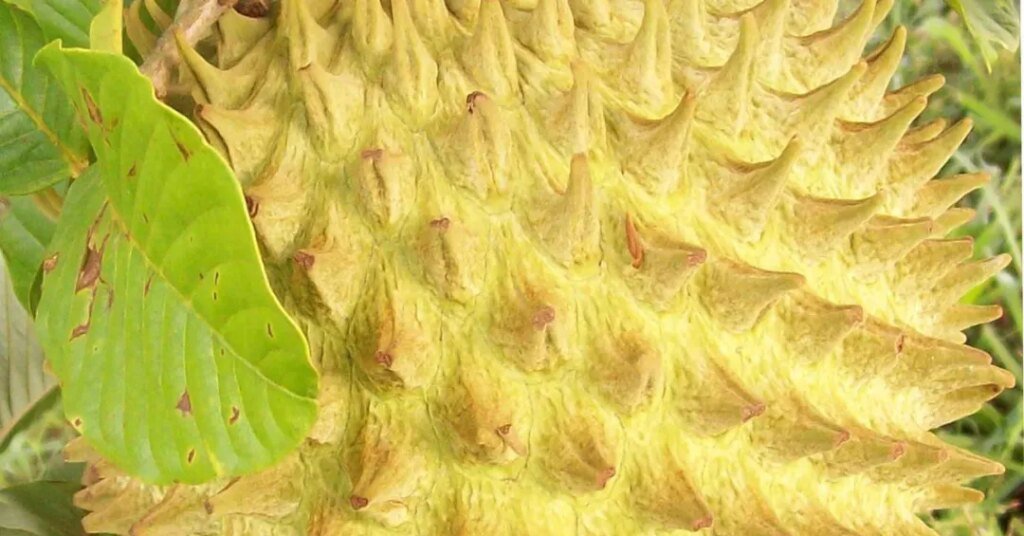 Imagem de um fruto amarelo e espinhoso com folhas verdes ao lado.