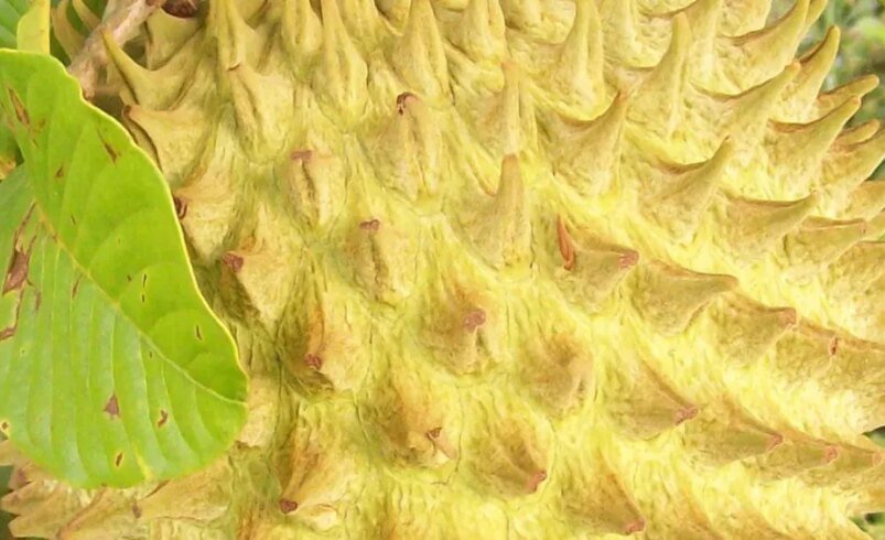 Imagem de um fruto amarelo e espinhoso com folhas verdes ao lado.
