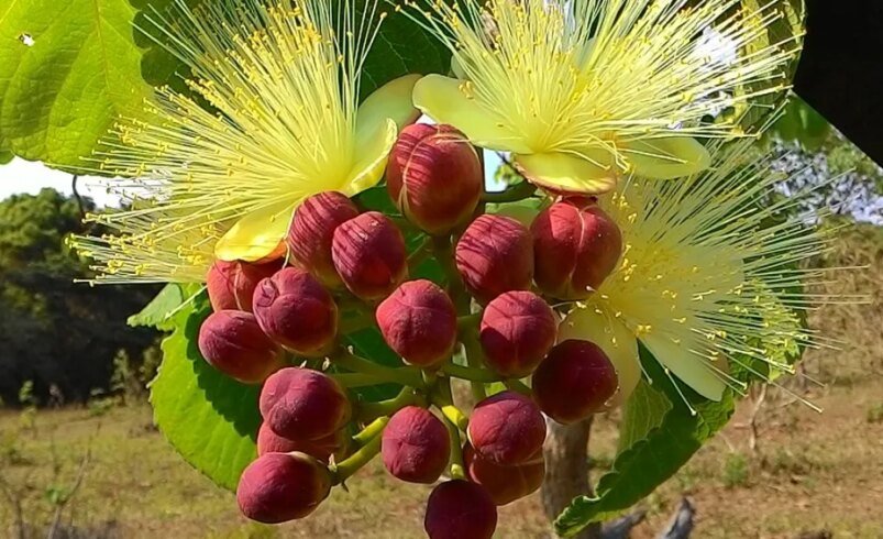 Caryocar brasiliense 2015 09 27 084236