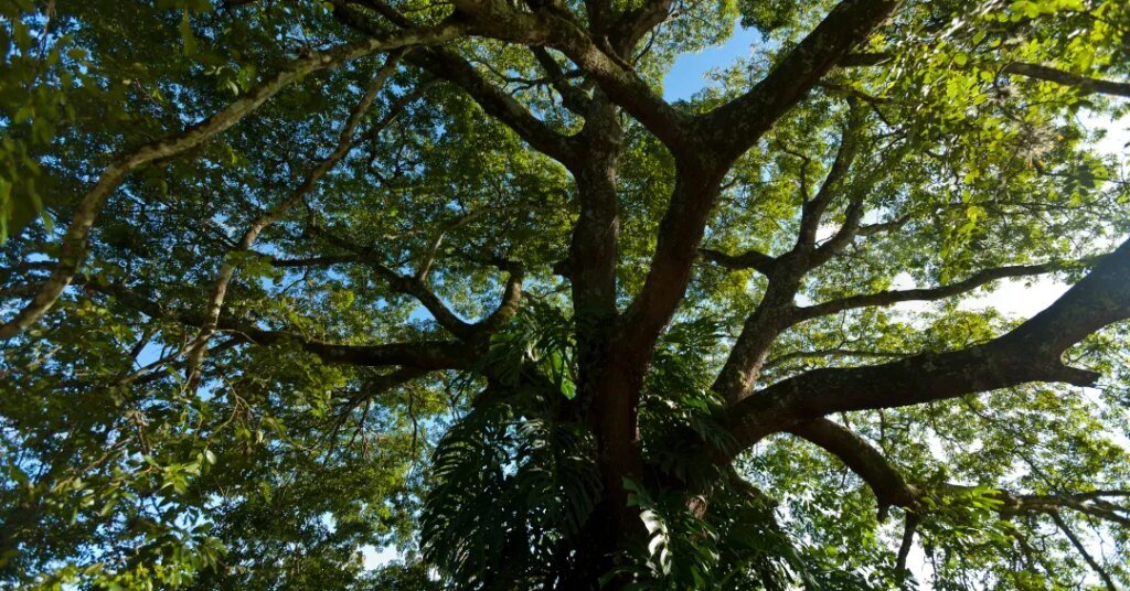 Close de uma árvore alta com galhos espalhados e folhas verdes sob o céu azul.