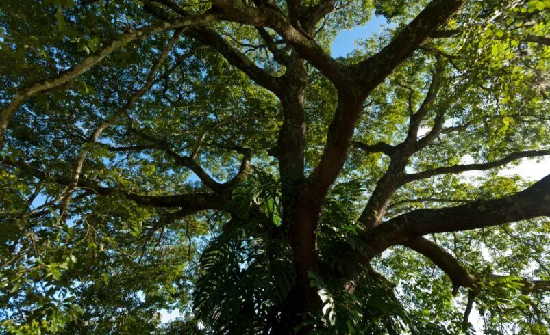Close de uma árvore alta com galhos espalhados e folhas verdes sob o céu azul.
