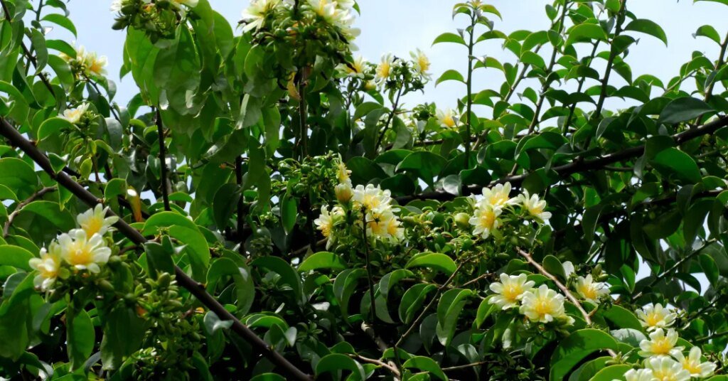 Galhos de uma árvore com folhas verdes e flores brancas contra o céu.