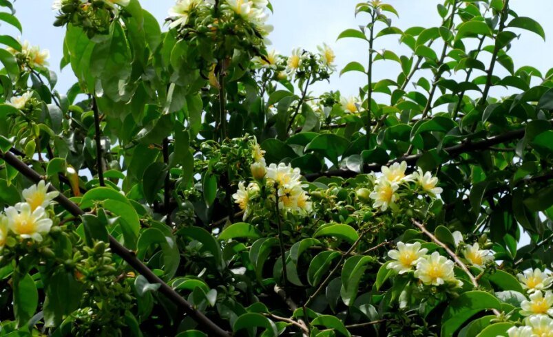 Galhos de uma árvore com folhas verdes e flores brancas contra o céu.