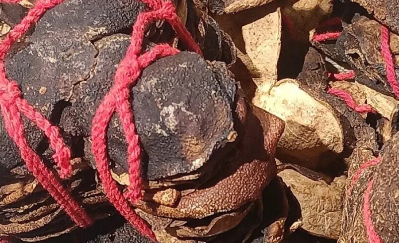 Sementes de cumaru empilhadas e amarradas com barbante vermelho.