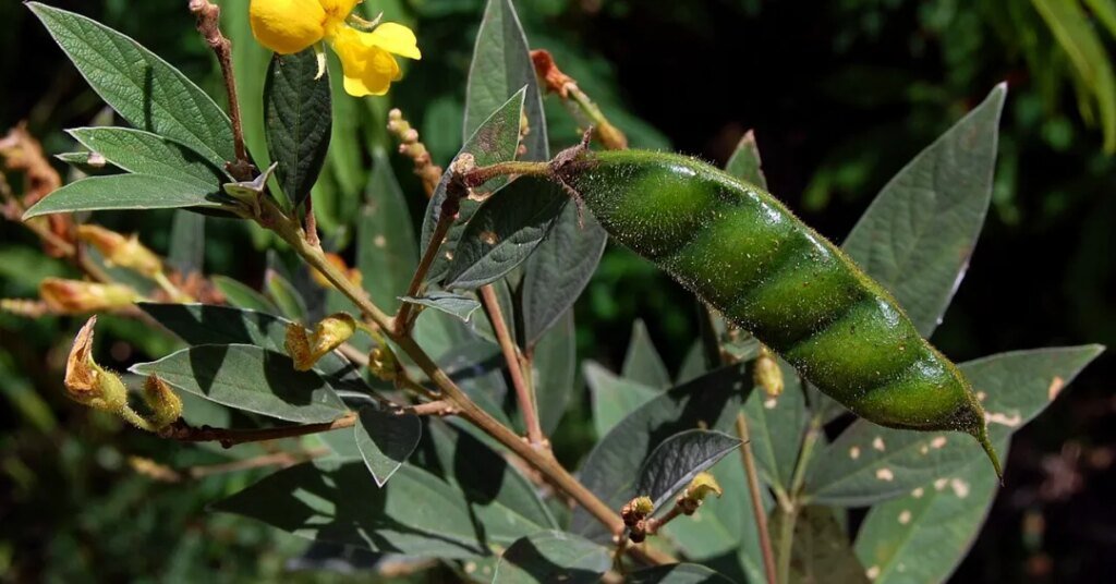 Vagem verde em planta com folhas alongadas e flores amarelas ao fundo.