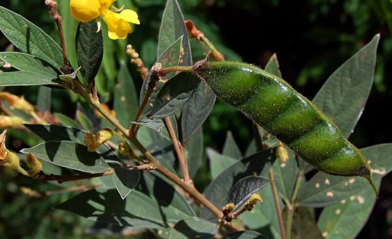 Chá da folha de andu promete emagrecimento e controle do diabetes. Será mesmo?