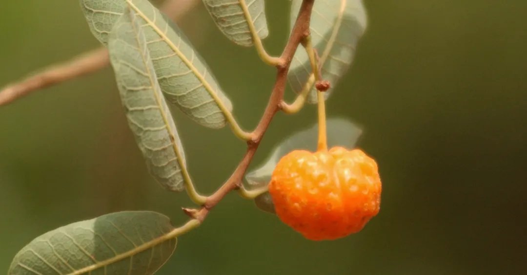Fruta pouco conhecida do Cerrado surpreende por alto teor de vitamina A