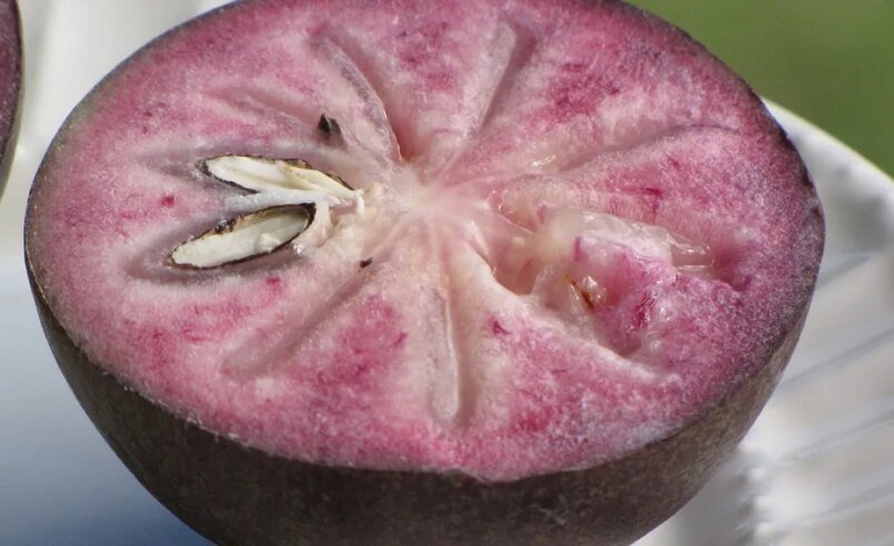 Abiu roxo: conheça a fruta e seus benefícios para a saúde