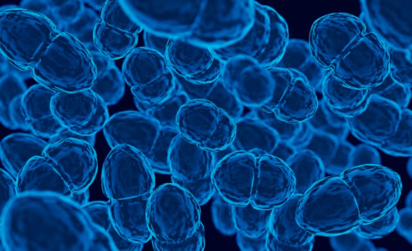 Bactérias intestinais modificadas estimulam o corpo a combater o câncer colorretal, indica estudo