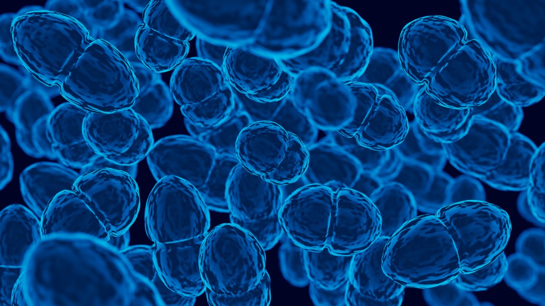 Bactérias intestinais modificadas estimulam o corpo a combater o câncer colorretal, indica estudo