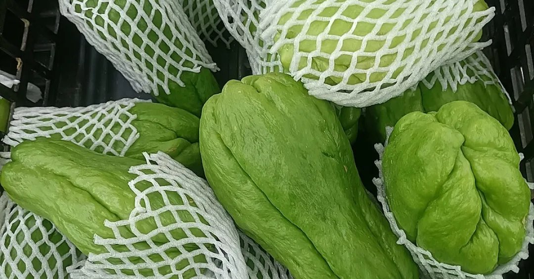 Será que o chá de chuchu serve para alguma coisa? Conheça usos e benefícios