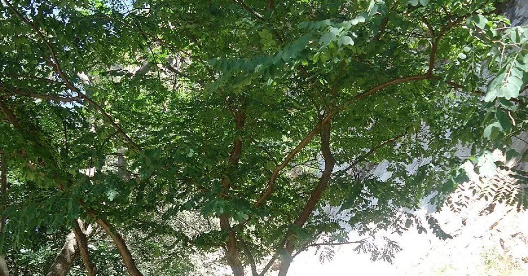 Chá de emburana contra tosse e gripe? Entenda se há benefícios para a saúde