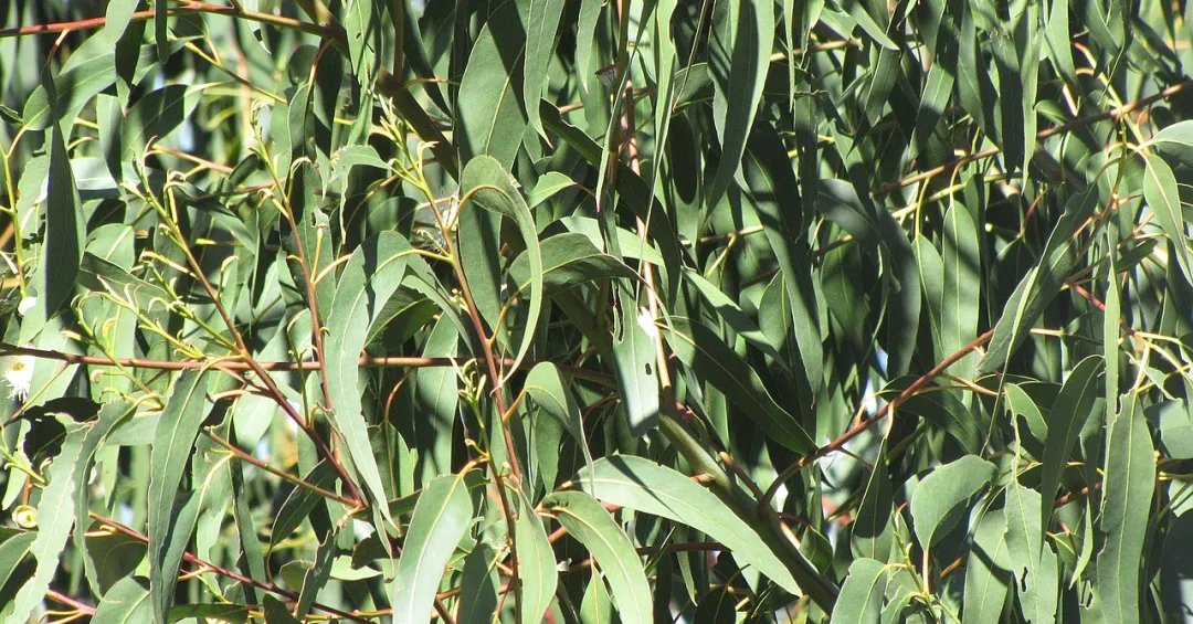 Chá de eucalipto realmente ajuda na saúde? Entenda