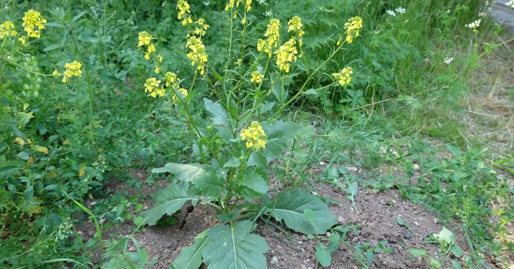 Imagem ilustrativa do conteúdo