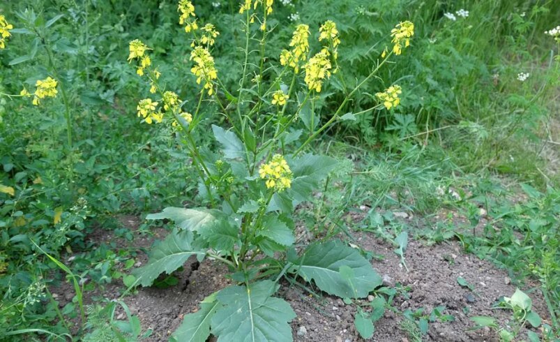 Imagem ilustrativa do conteúdo