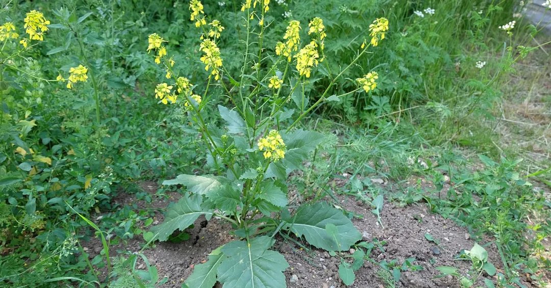 Chá de mostarda traz benefícios à saúde? Saiba mais