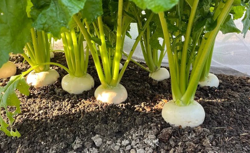 Imagem ilustrativa do conteúdo