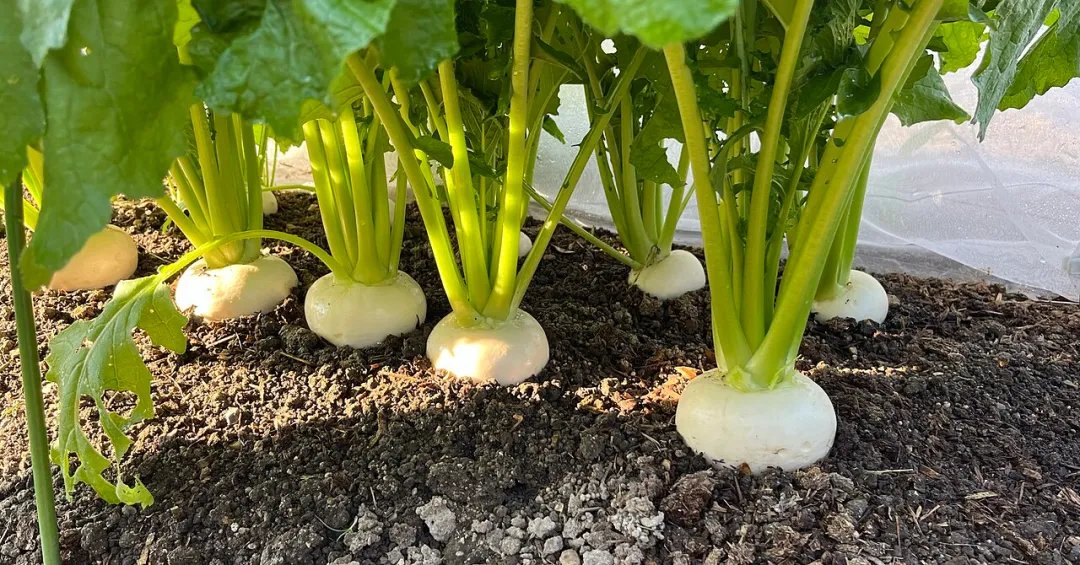 Nabo: conheça os benefícios à saúde e como utilizá-lo