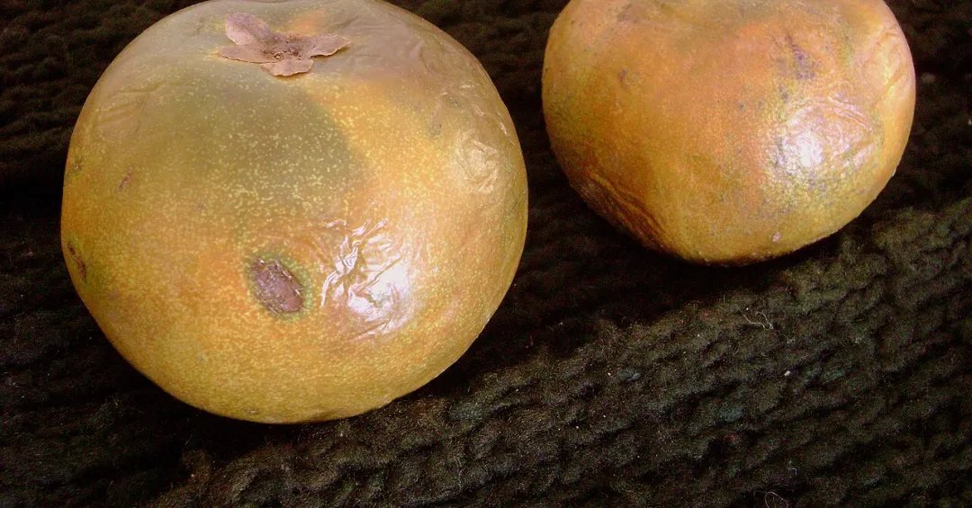 O que é a lúcuma? Descubra os benefícios da “fruta de ouro” dos Andes